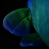 miniatures image - 1