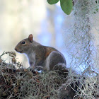 Eastern Gray Squirrel