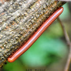 Rusty Millipede