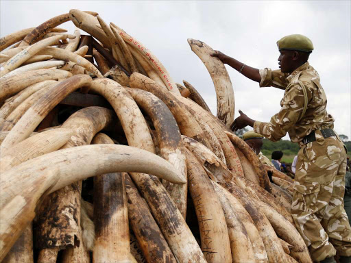 Kenya Wildlife Service personnel pile up Ivory part of 105 tonnes at the Nairobi National park Ivory burning site in preparations for the torching scheduled for April 30, 2016. Photo/Jack Owuor