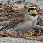 Horned lark