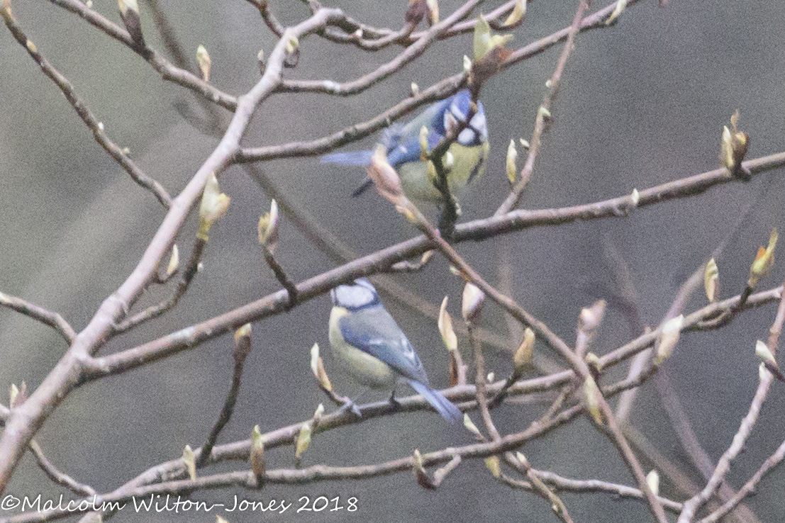 Blue Tit