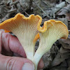 Smooth Chanterelle