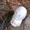 Cocker's Amanita or Solitary Lepidella