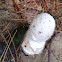 Cocker's Amanita or Solitary Lepidella