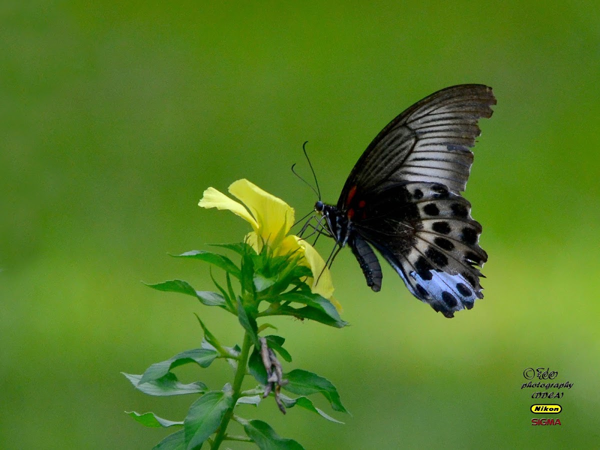 BLUE MORMON