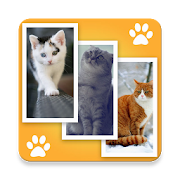 Cat Wallpapers HD 1.1.1 Icon