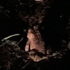 American toad