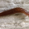 Three banded garden slug