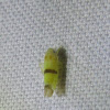 Leafhopper