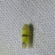 Leafhopper