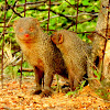 Indian gray mongoose