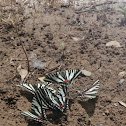 Zebra Swallowtail