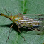 Dictypharid Planthopper