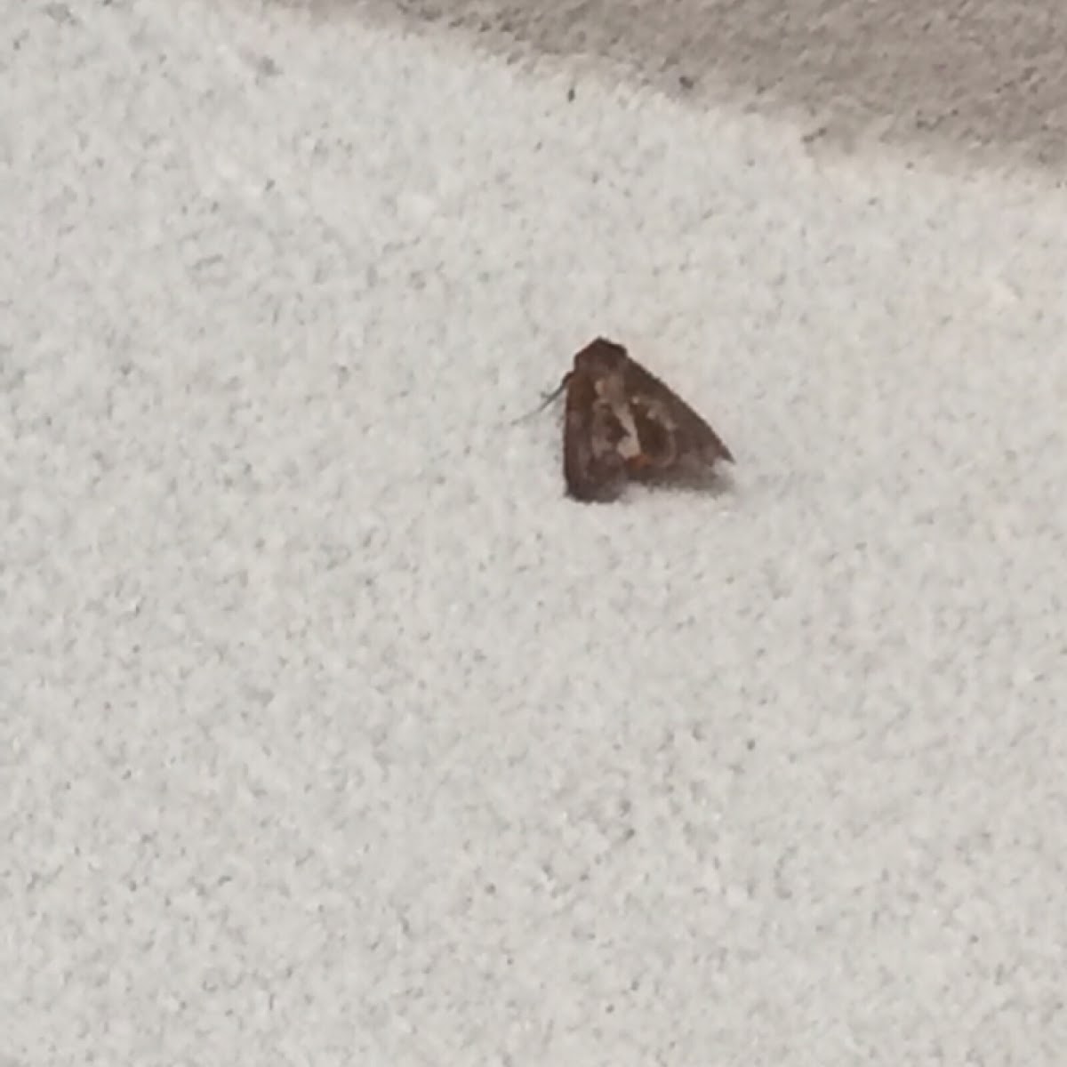 Forage Looper Moth