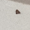 Forage Looper Moth