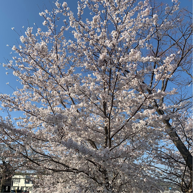 アテンザワゴンの桜・桜と愛車・桜の下で・桜と愛車と青空・クイック花見に関するカスタム事例の投稿画像3枚目