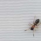 Ant Mimic Jumping Spider