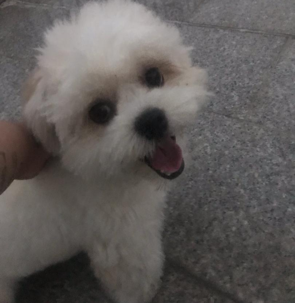 South African expat Pamela Lourenco is trying to raise R45,000 in an online crowdfunding campaign to bring her Maltese poodle Munchkin home from Lagos, Nigeria.