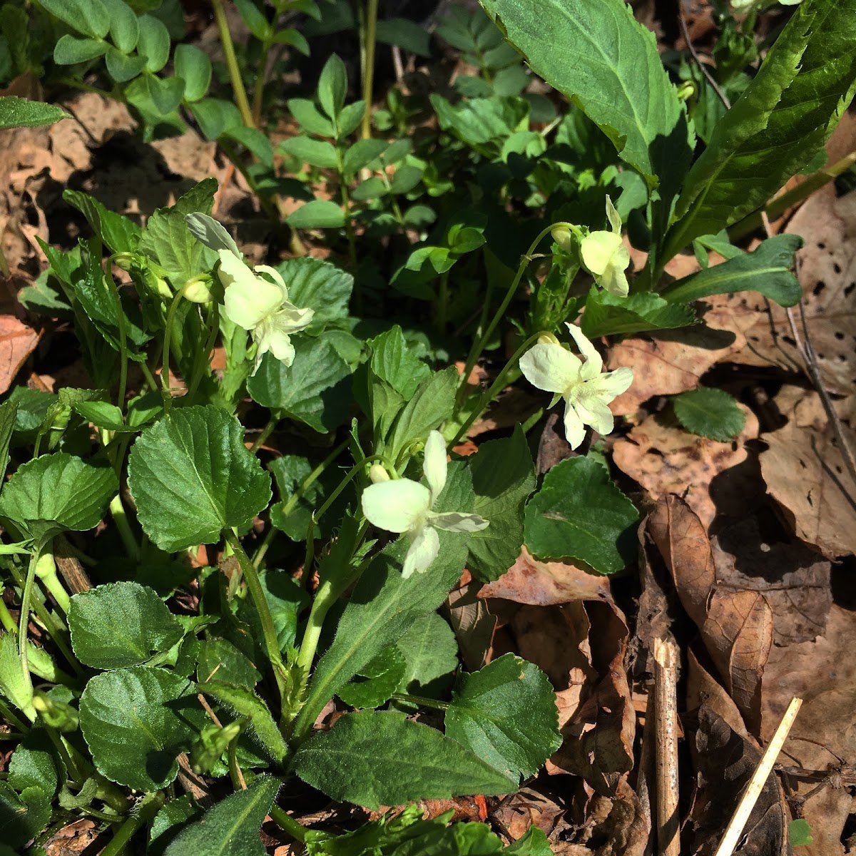 Northern white violet