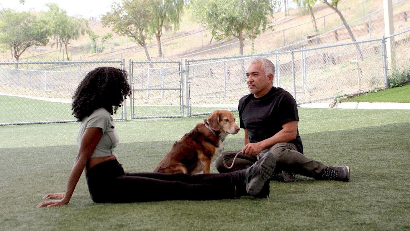 Watch Cesar Millan: Better Human Better Dog live