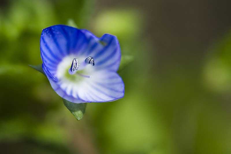 Blue nature di Marco Lorini