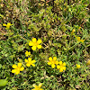 Dwarf Cinquefoil