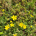 Dwarf Cinquefoil