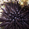 Purple Sea Urchin