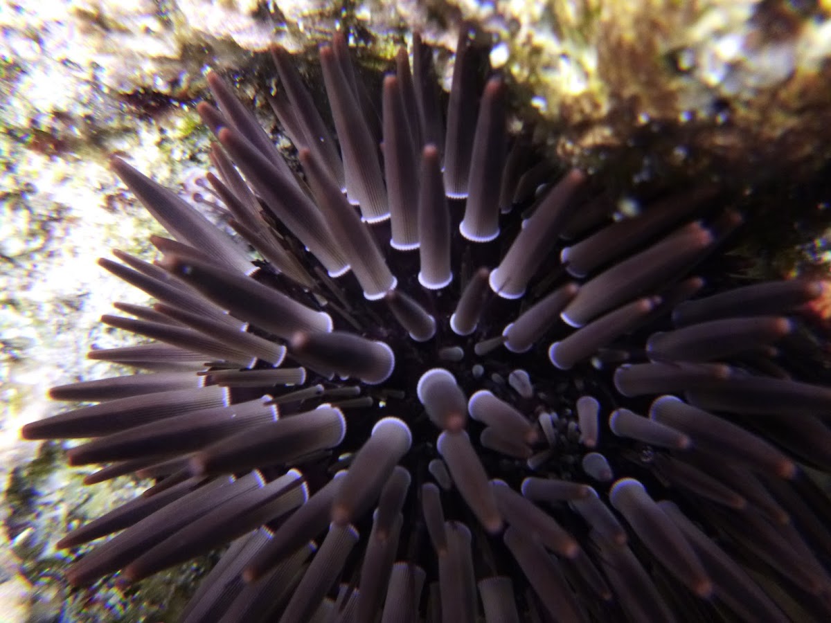 Purple Sea Urchin