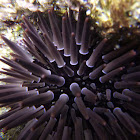 Purple Sea Urchin