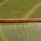 Leaf-footed bug eggs