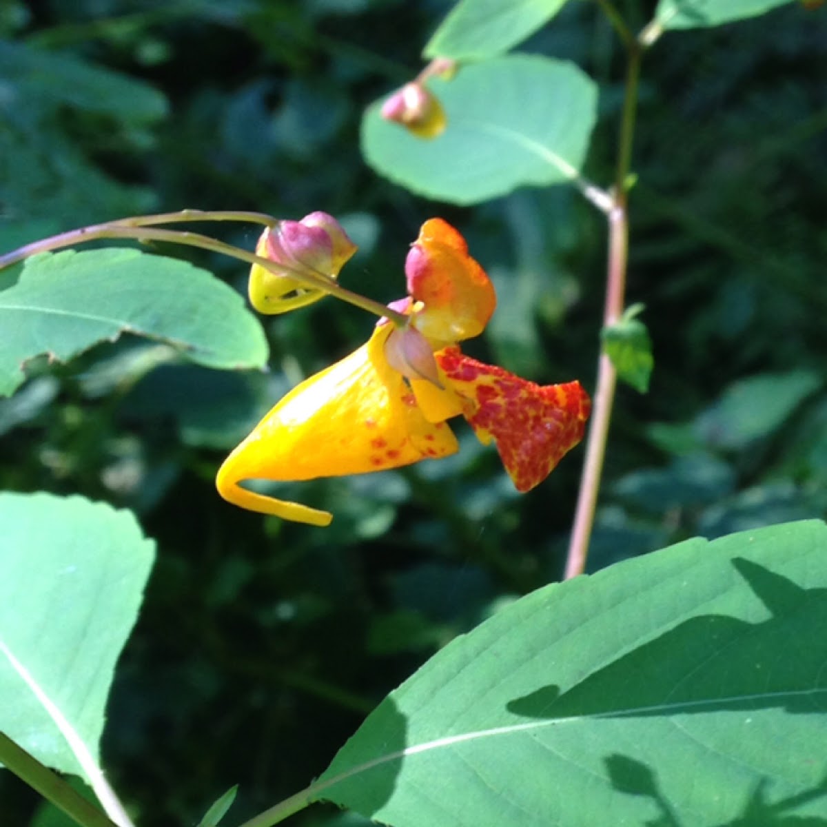 Jewelweed