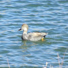 Gadwall