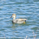 Gadwall