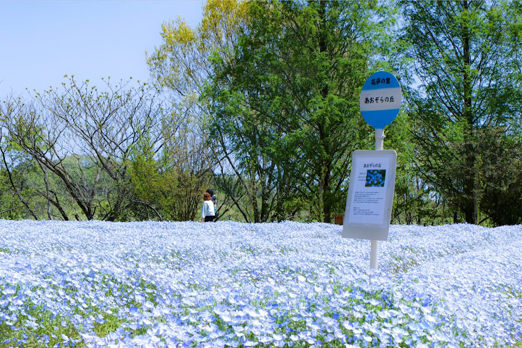 ノアの愛車の横顔・お題に乗っかってみた・標準ボディ・ドライブ・花畑に関するカスタム事例の投稿画像7枚目