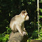 Bonnet macaque