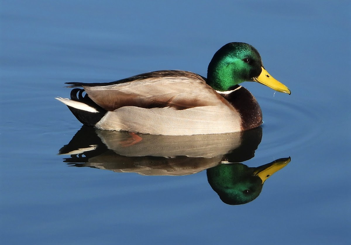 Mallard (male)