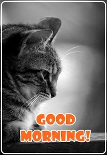 Good Morning Cats