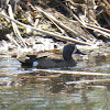 Blue-winged Teal