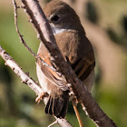 Spectacled Warbler; Curruca Tomillera