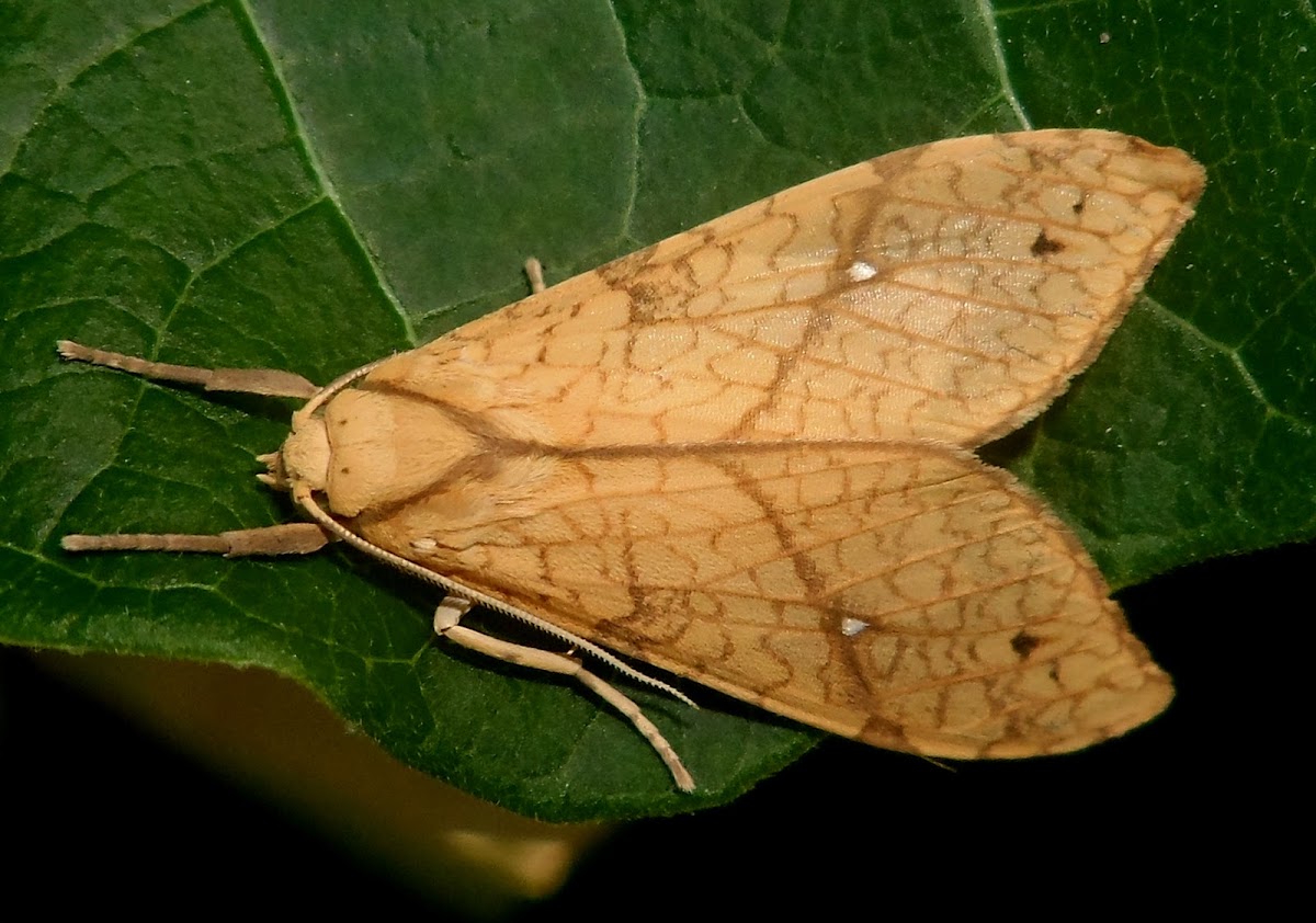 Santa Ana tussock moth