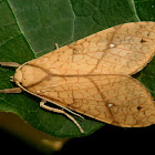 Santa Ana tussock moth