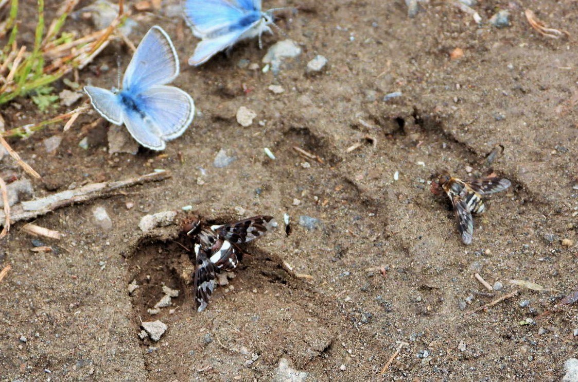 Caliptera tiger bee fly