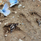 Caliptera tiger bee fly