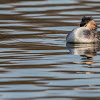 Great Crested grebe