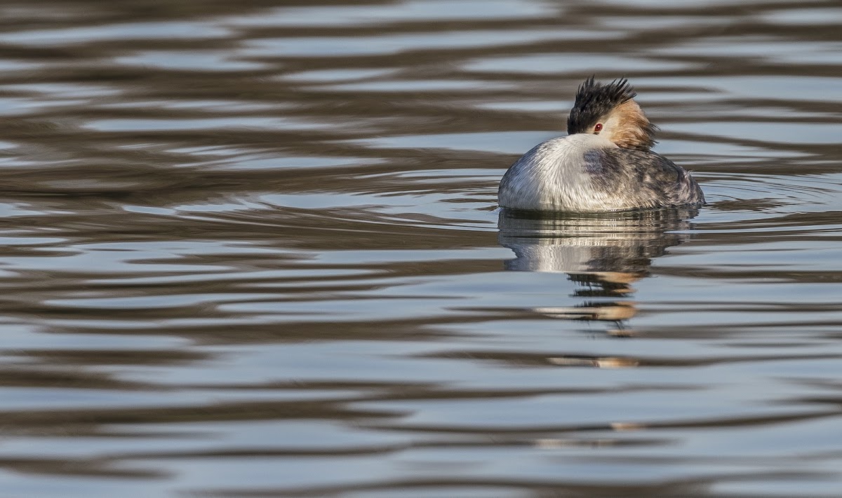 Great Crested grebe