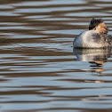 Great Crested grebe