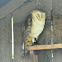 Barn owl