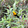 Turpial montañero - Yellow-backed oriole